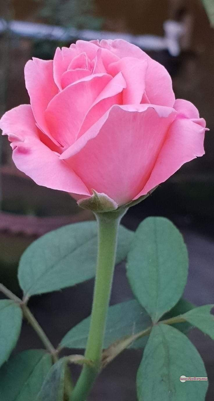 3300+ Beautiful Rose Flowers Image | Rose Flower HD Pic Download | 2141 rose pink white -(8)