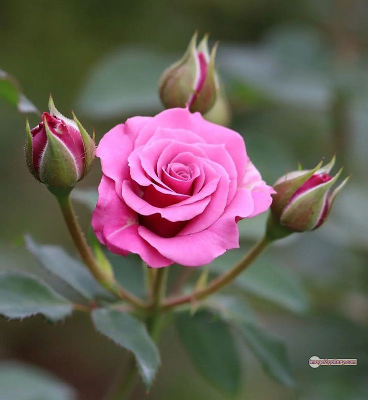 3300+ Beautiful Rose Flowers Image | Rose Flower HD Pic Download | 850 rose pink white -(9)