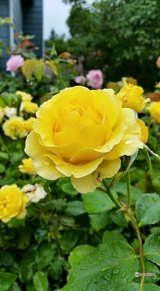 3300+ Beautiful Rose Flowers Image | Rose Flower HD Pic Download | 1896 rose plant yellow -