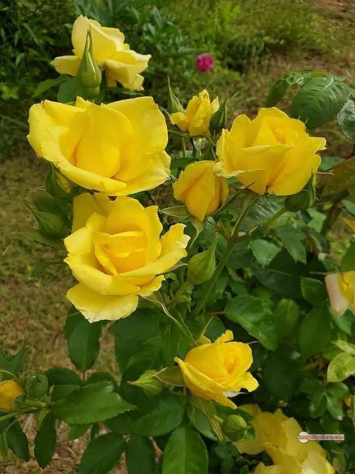 3300+ Beautiful Rose Flowers Image | Rose Flower HD Pic Download | 1940 rose plant yellow -(1)