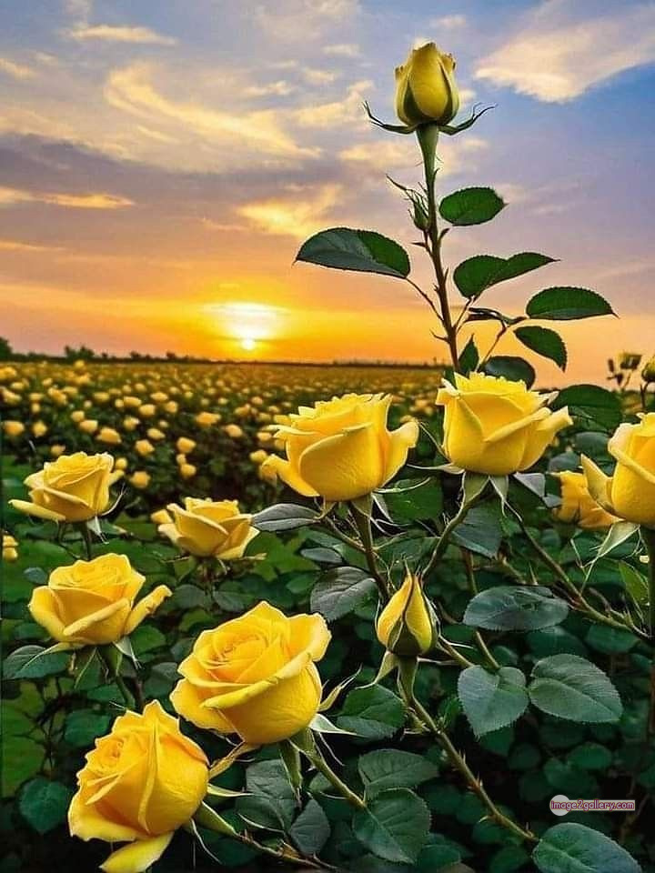 3300+ Beautiful Rose Flowers Image | Rose Flower HD Pic Download | 2163 rose plant yellow -(10)