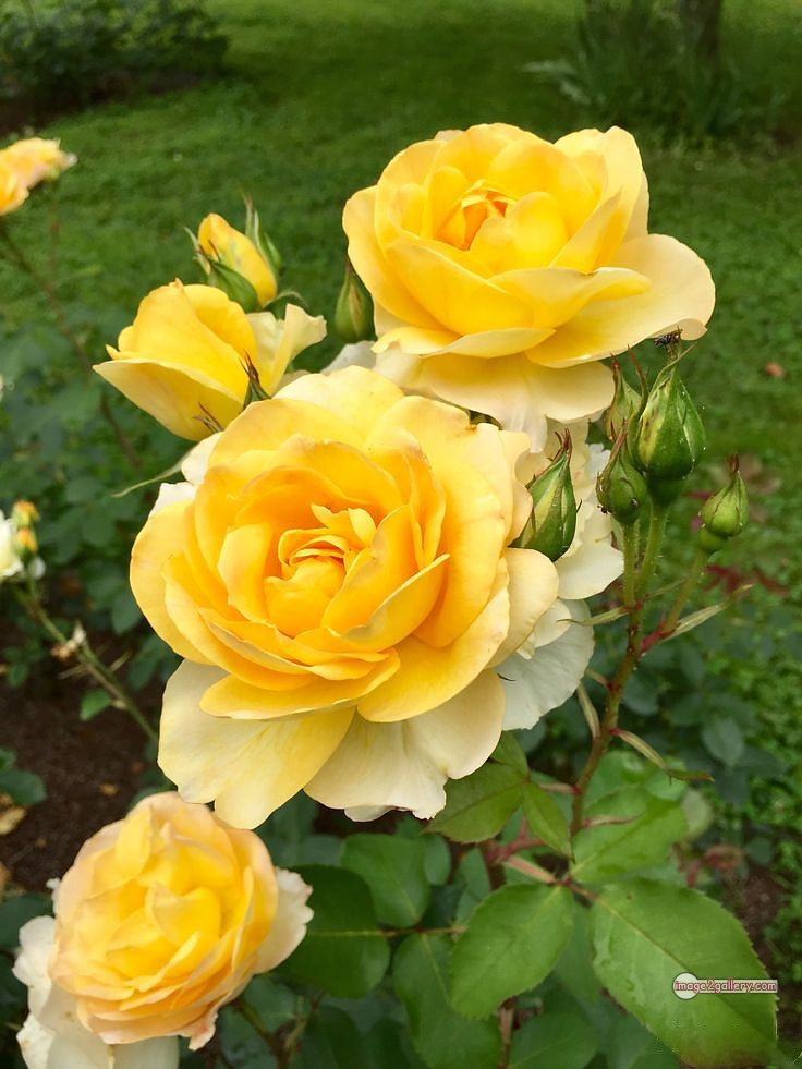 3300+ Beautiful Rose Flowers Image | Rose Flower HD Pic Download | 2213 rose plant yellow -(13)