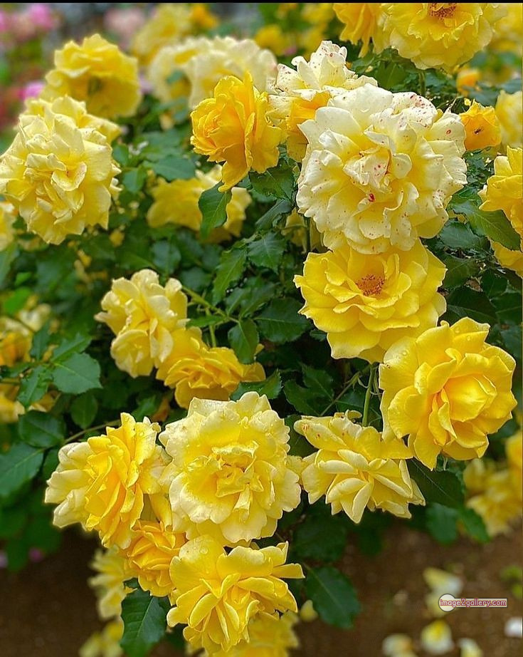 3300+ Beautiful Rose Flowers Image | Rose Flower HD Pic Download | 2270 rose plant yellow -(14)