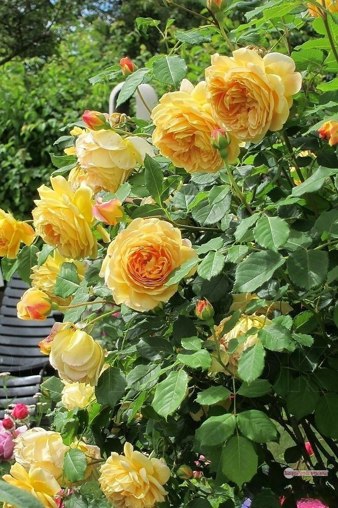 3300+ Beautiful Rose Flowers Image | Rose Flower HD Pic Download | 2271 rose plant yellow -(15)