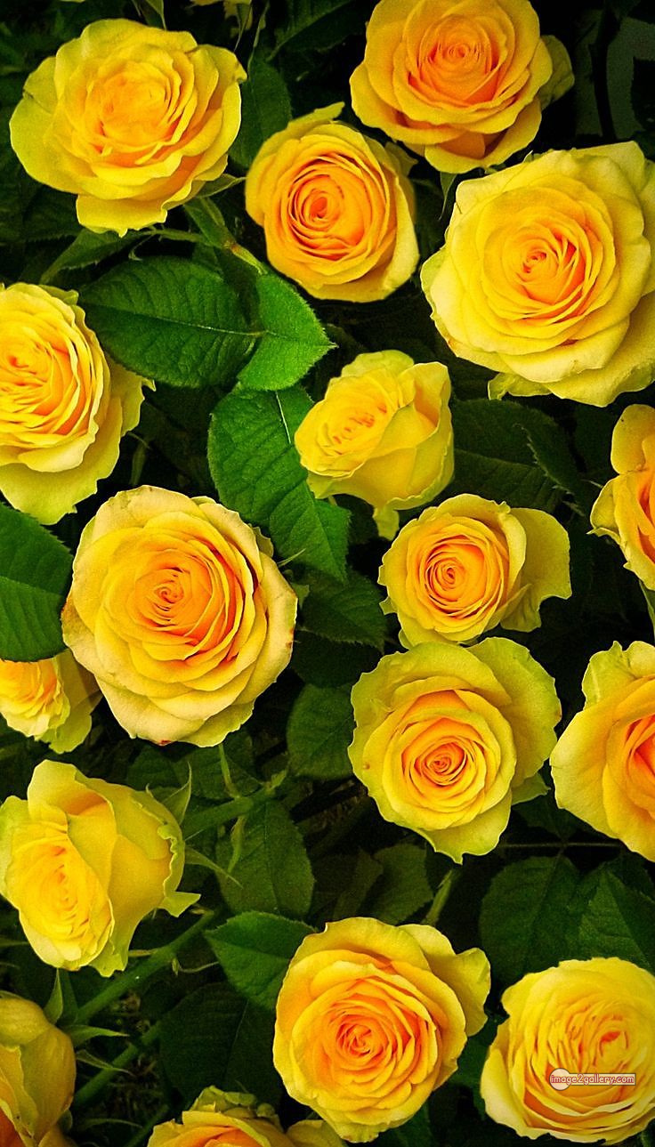 3300+ Beautiful Rose Flowers Image | Rose Flower HD Pic Download | 1897 rose plant yellow -(2)