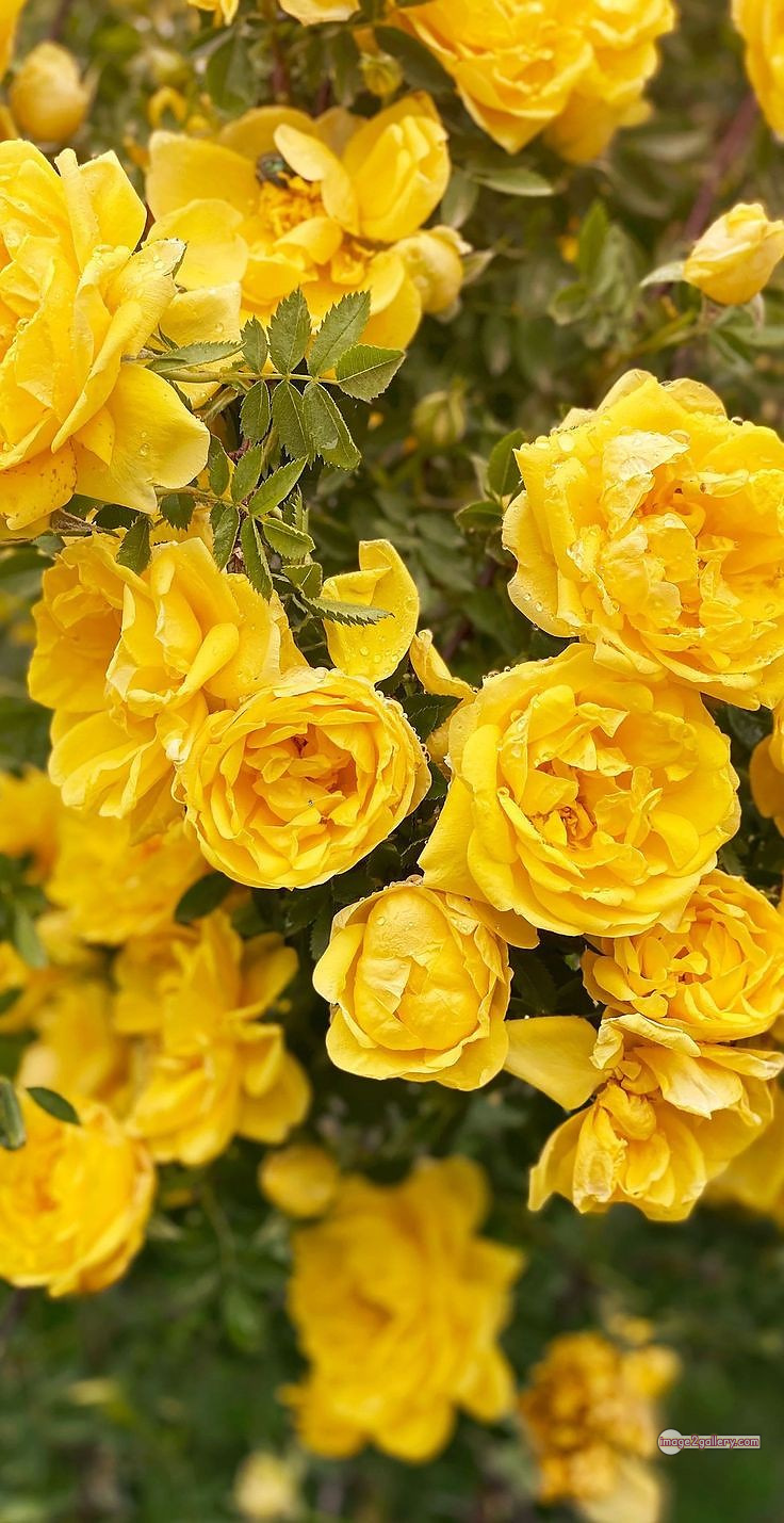 3300+ Beautiful Rose Flowers Image | Rose Flower HD Pic Download | 2469 rose plant yellow -(3)