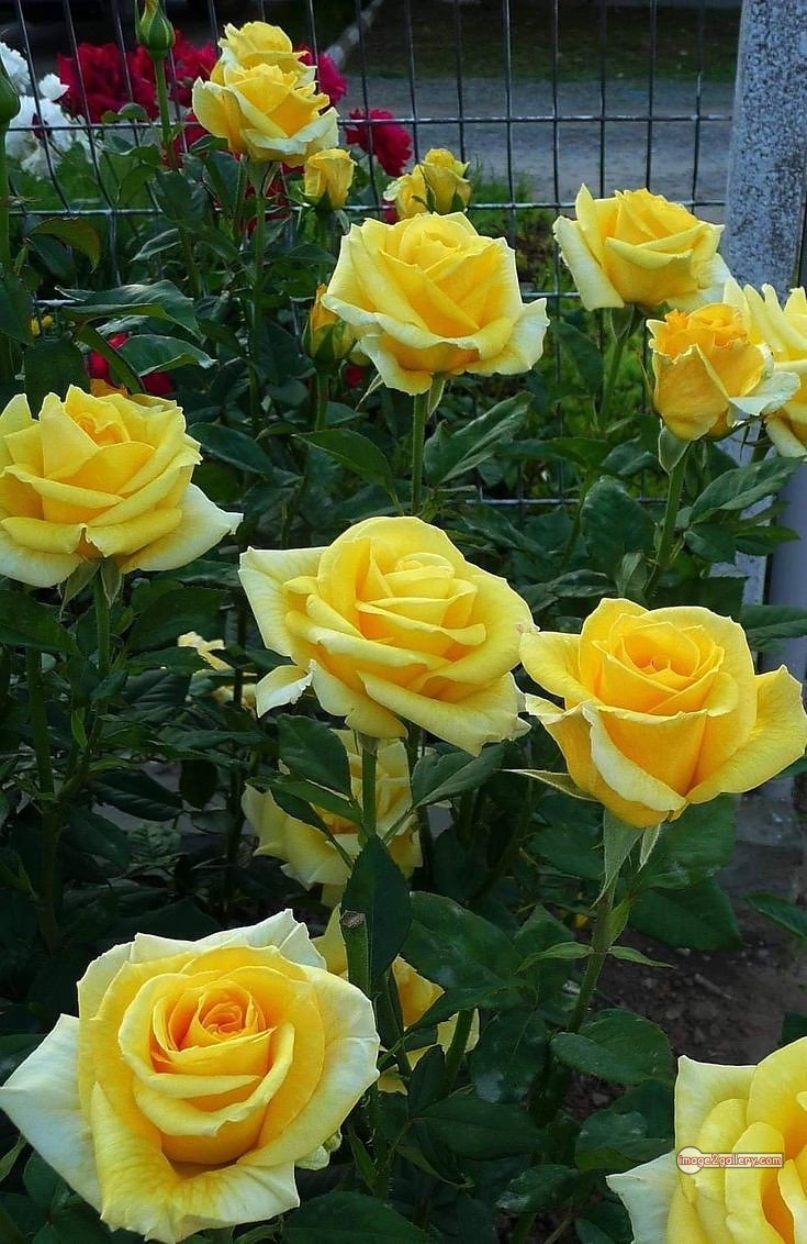 3300+ Beautiful Rose Flowers Image | Rose Flower HD Pic Download | 2448 rose plant yellow -(5)