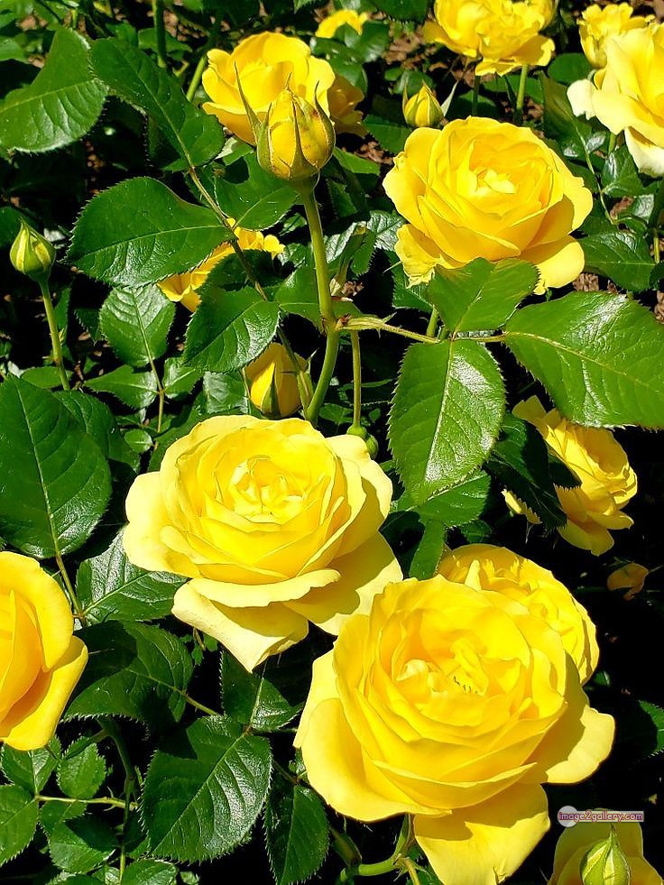 3300+ Beautiful Rose Flowers Image | Rose Flower HD Pic Download | 2272 rose plant yellow -(6)