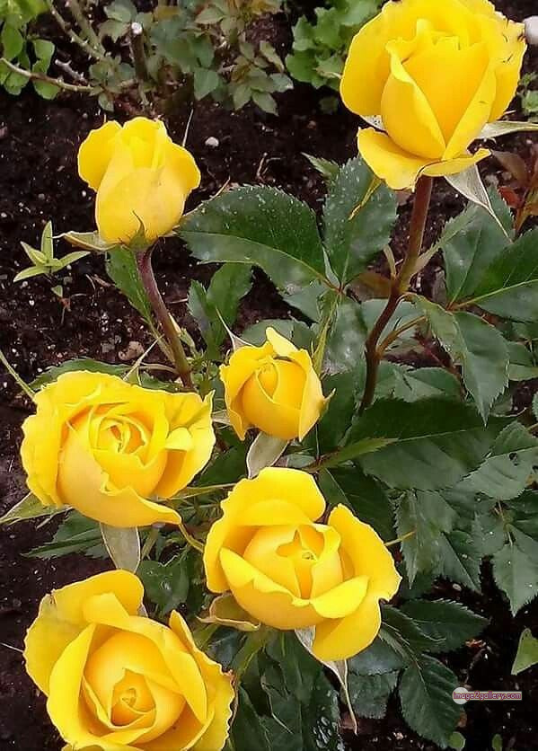 3300+ Beautiful Rose Flowers Image | Rose Flower HD Pic Download | 2164 rose plant yellow -(7)