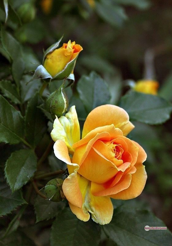 3300+ Beautiful Rose Flowers Image | Rose Flower HD Pic Download | 2449 rose plant yellow -(8)