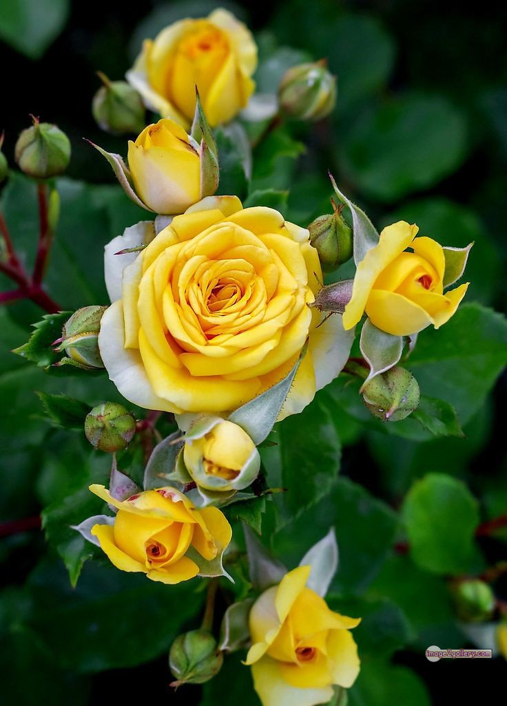 3300+ Beautiful Rose Flowers Image | Rose Flower HD Pic Download | 2165 rose plant yellow -(9)