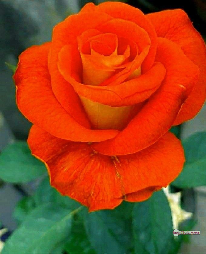 3300+ Beautiful Rose Flowers Image | Rose Flower HD Pic Download | 1472 rose saffron -(11)