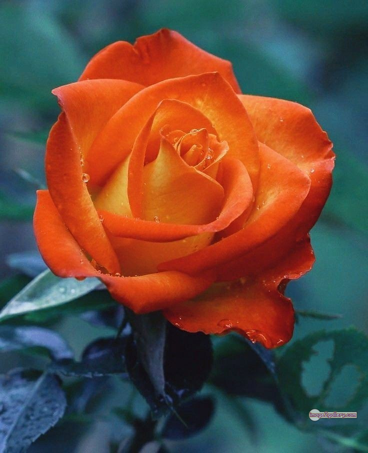 3300+ Beautiful Rose Flowers Image | Rose Flower HD Pic Download | 2617 rose saffron -(12)