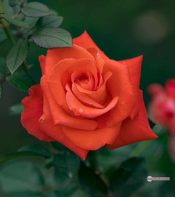 3300+ Beautiful Rose Flowers Image | Rose Flower HD Pic Download | 1142 rose saffron -(17)