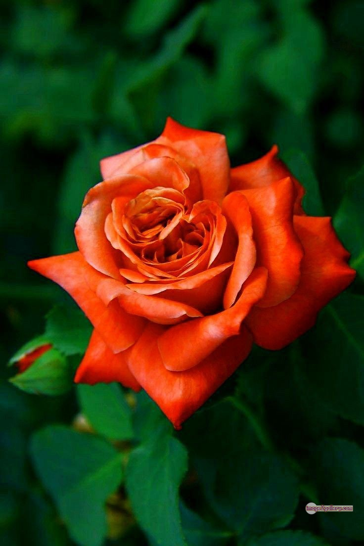 3300+ Beautiful Rose Flowers Image | Rose Flower HD Pic Download | 1138 rose saffron -(18)