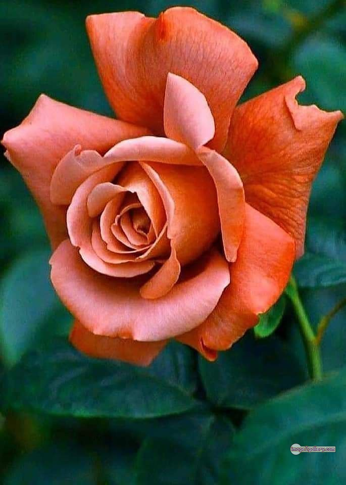 3300+ Beautiful Rose Flowers Image | Rose Flower HD Pic Download | 928 rose saffron -(19)