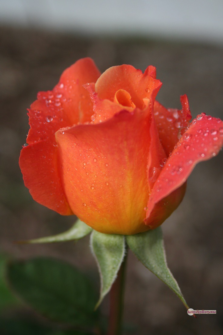 3300+ Beautiful Rose Flowers Image | Rose Flower HD Pic Download | 1465 rose saffron -(21)
