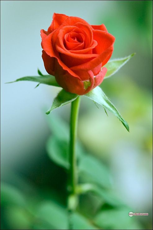 3300+ Beautiful Rose Flowers Image | Rose Flower HD Pic Download | 258 rose saffron -(23)