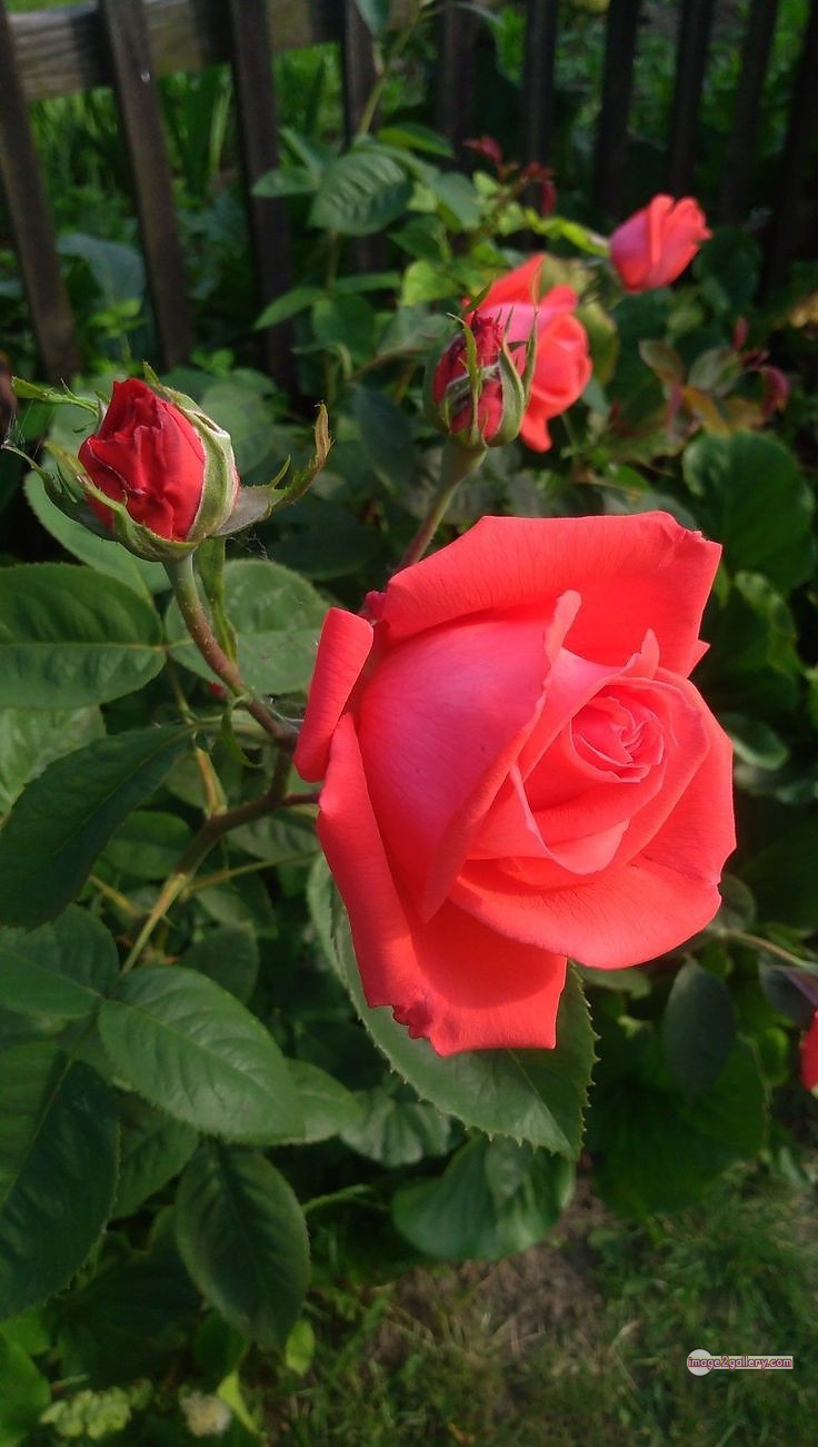 3300+ Beautiful Rose Flowers Image | Rose Flower HD Pic Download | 2691 rose saffron -(25)