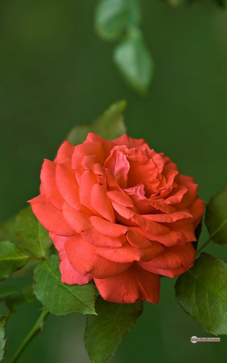3300+ Beautiful Rose Flowers Image | Rose Flower HD Pic Download | 1464 rose saffron -(26)