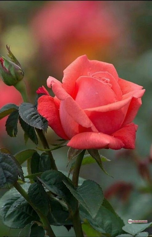 3300+ Beautiful Rose Flowers Image | Rose Flower HD Pic Download | 2618 rose saffron -(28)