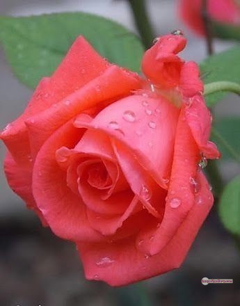 3300+ Beautiful Rose Flowers Image | Rose Flower HD Pic Download | 445 rose saffron -(29)