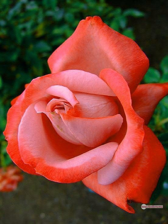 3300+ Beautiful Rose Flowers Image | Rose Flower HD Pic Download | 19 rose saffron -(31)