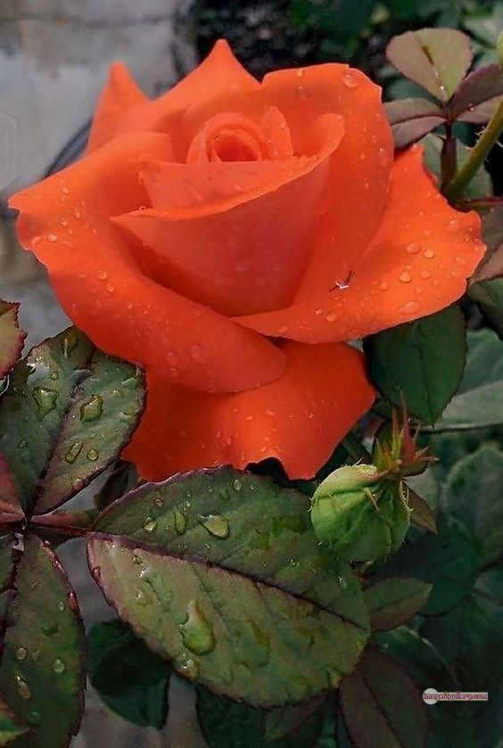 3300+ Beautiful Rose Flowers Image | Rose Flower HD Pic Download | 2690 rose saffron -(35)