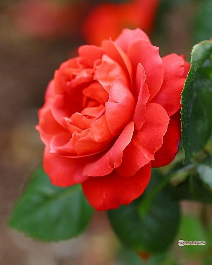 3300+ Beautiful Rose Flowers Image | Rose Flower HD Pic Download | 525 rose saffron -(36)