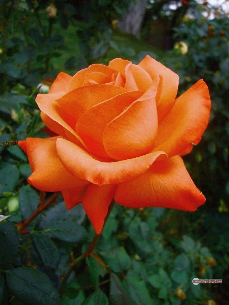 3300+ Beautiful Rose Flowers Image | Rose Flower HD Pic Download | 1375 rose saffron -(37)