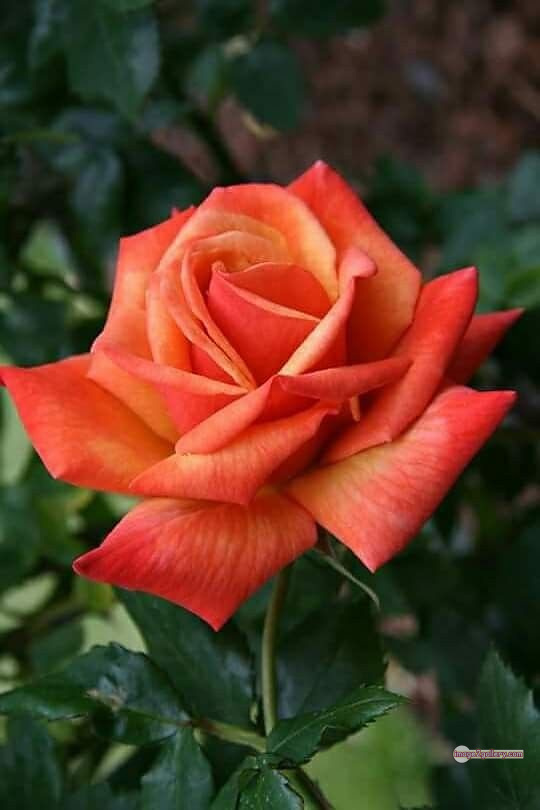 3300+ Beautiful Rose Flowers Image | Rose Flower HD Pic Download | 930 rose saffron -(38)
