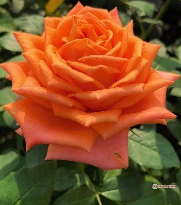 3300+ Beautiful Rose Flowers Image | Rose Flower HD Pic Download | 2655 rose saffron -(39)