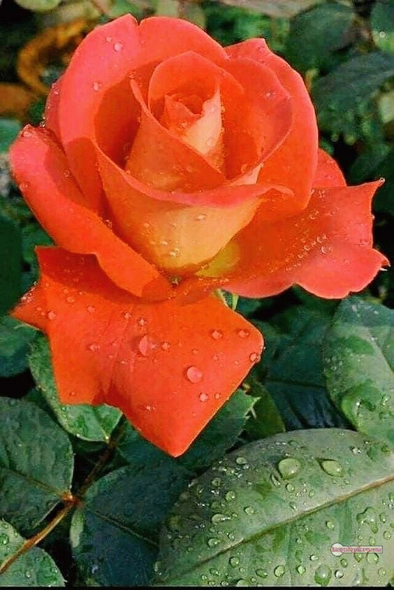 3300+ Beautiful Rose Flowers Image | Rose Flower HD Pic Download | 2734 rose saffron -(4)