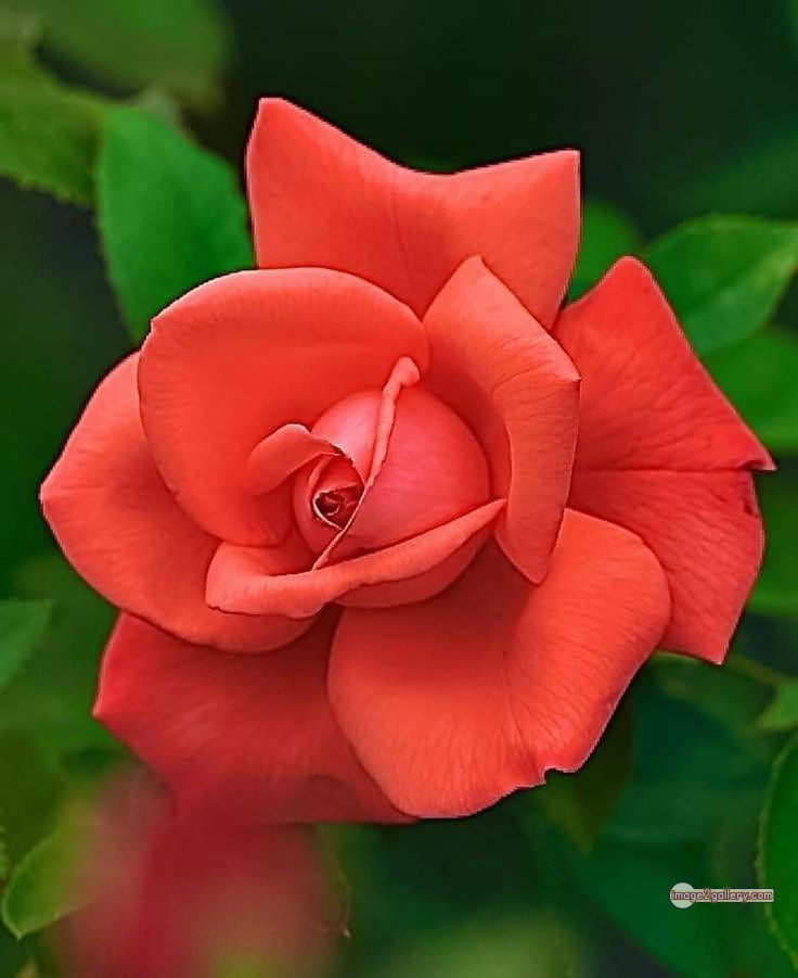 3300+ Beautiful Rose Flowers Image | Rose Flower HD Pic Download | 2653 rose saffron -(42)