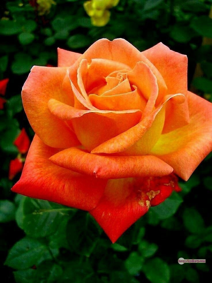 3300+ Beautiful Rose Flowers Image | Rose Flower HD Pic Download | 1278 rose saffron -(43)