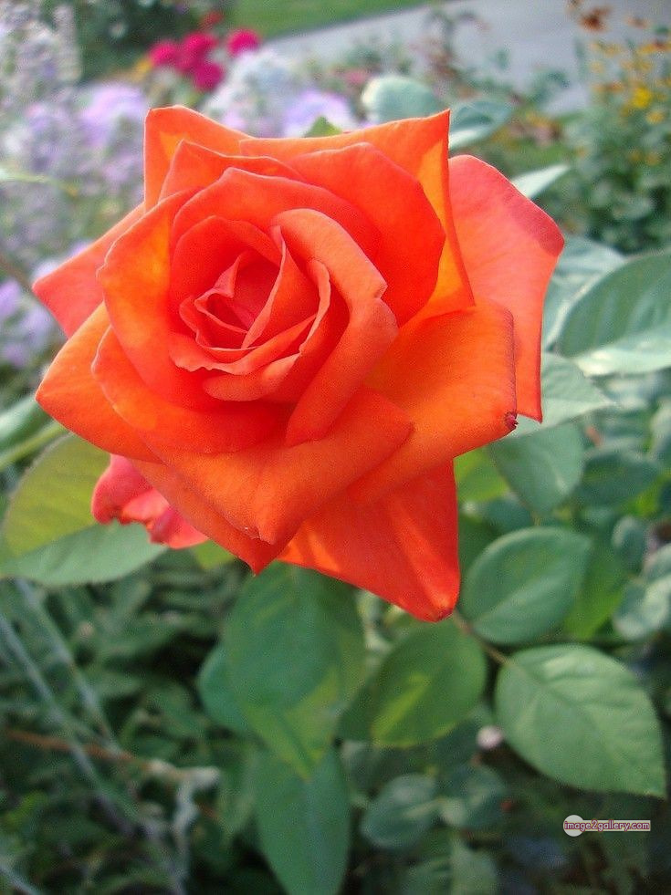 3300+ Beautiful Rose Flowers Image | Rose Flower HD Pic Download | 1359 rose saffron -(44)