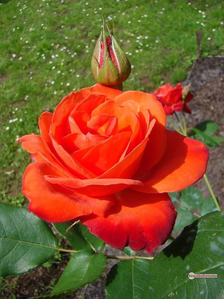 3300+ Beautiful Rose Flowers Image | Rose Flower HD Pic Download | 2740 rose saffron -(45)