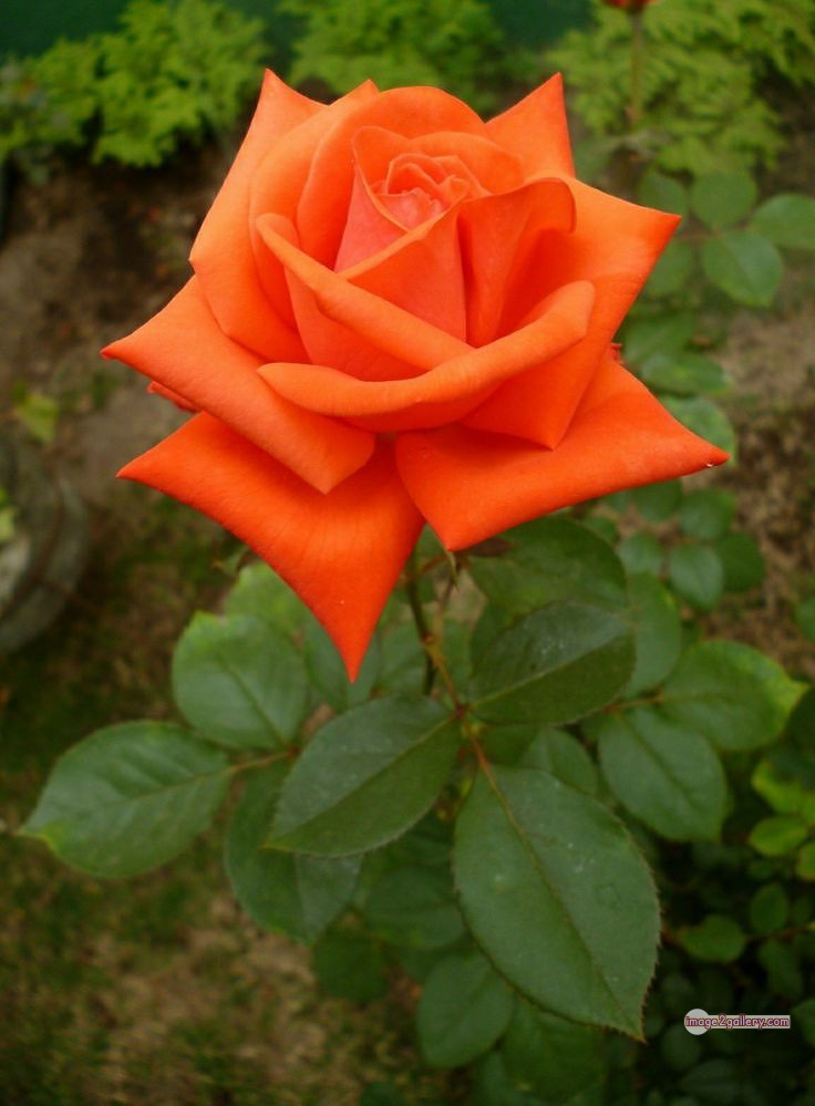 3300+ Beautiful Rose Flowers Image | Rose Flower HD Pic Download | 1279 rose saffron -(46)