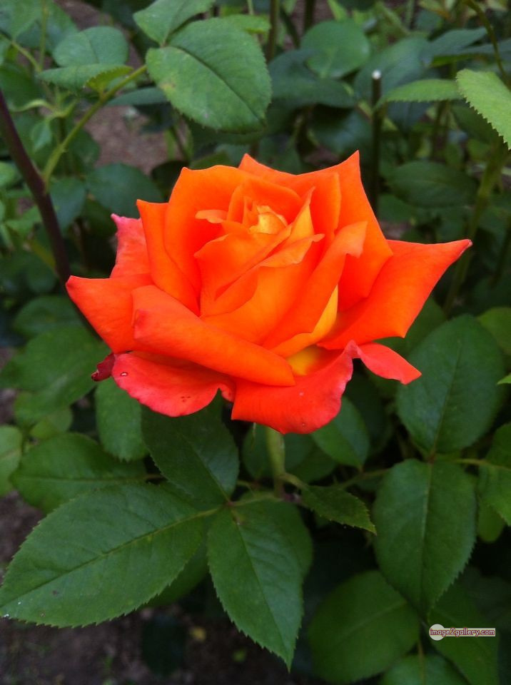 3300+ Beautiful Rose Flowers Image | Rose Flower HD Pic Download | 2741 rose saffron -(47)