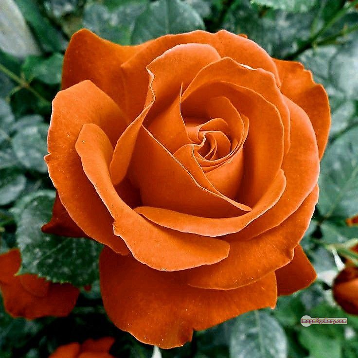 3300+ Beautiful Rose Flowers Image | Rose Flower HD Pic Download | 101 rose saffron -(48)