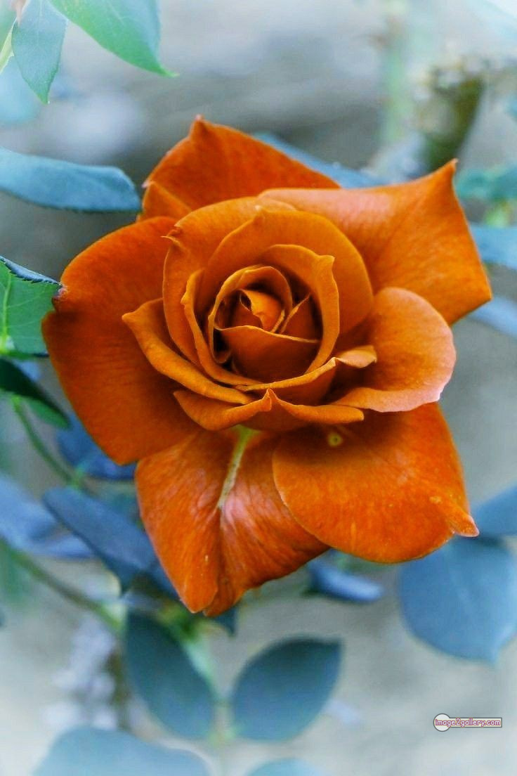 3300+ Beautiful Rose Flowers Image | Rose Flower HD Pic Download | 1158 rose saffron -(5)