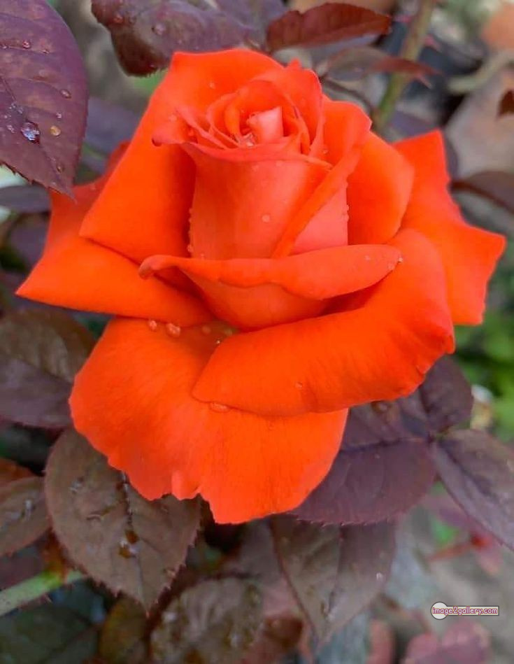 3300+ Beautiful Rose Flowers Image | Rose Flower HD Pic Download | 2742 rose saffron -(50)