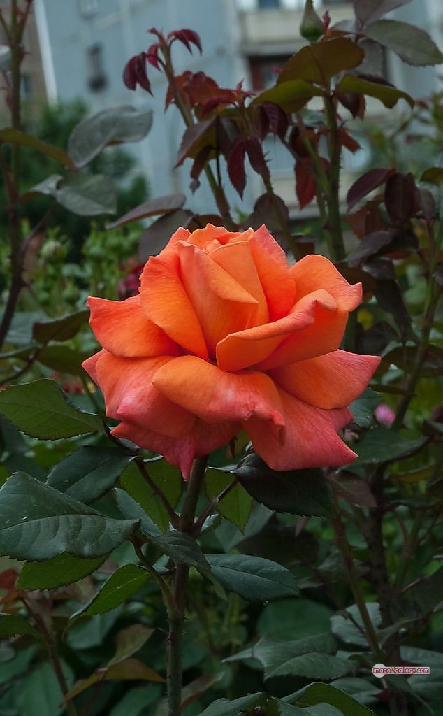 3300+ Beautiful Rose Flowers Image | Rose Flower HD Pic Download | 2616 rose saffron -(6)