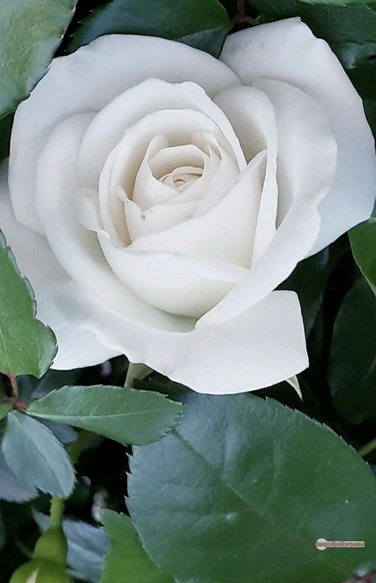 3300+ Beautiful Rose Flowers Image | Rose Flower HD Pic Download | 1759 rose white bouquet -(1)