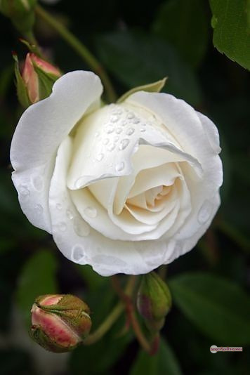 3300+ Beautiful Rose Flowers Image | Rose Flower HD Pic Download | 2854 rose white bouquet -(10)