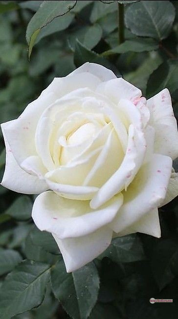 3300+ Beautiful Rose Flowers Image | Rose Flower HD Pic Download | 826 rose white bouquet -(11)