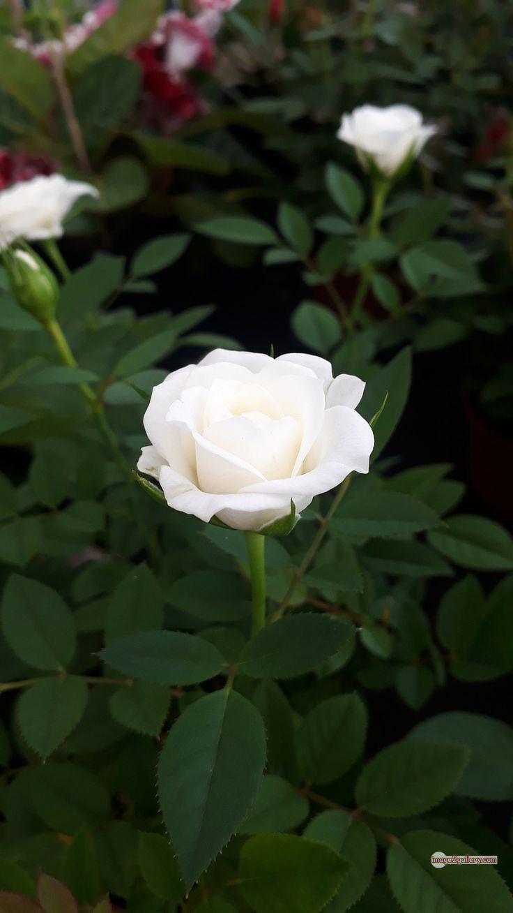 3300+ Beautiful Rose Flowers Image | Rose Flower HD Pic Download | 687 rose white bouquet -(12)
