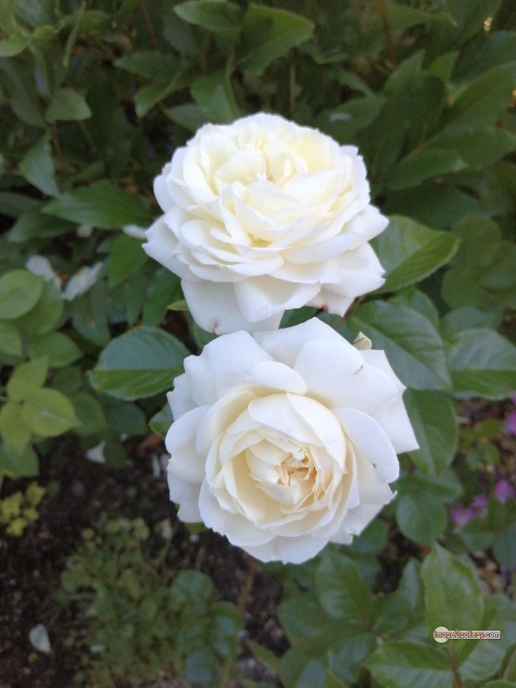 3300+ Beautiful Rose Flowers Image | Rose Flower HD Pic Download | 179 rose white bouquet -(13)