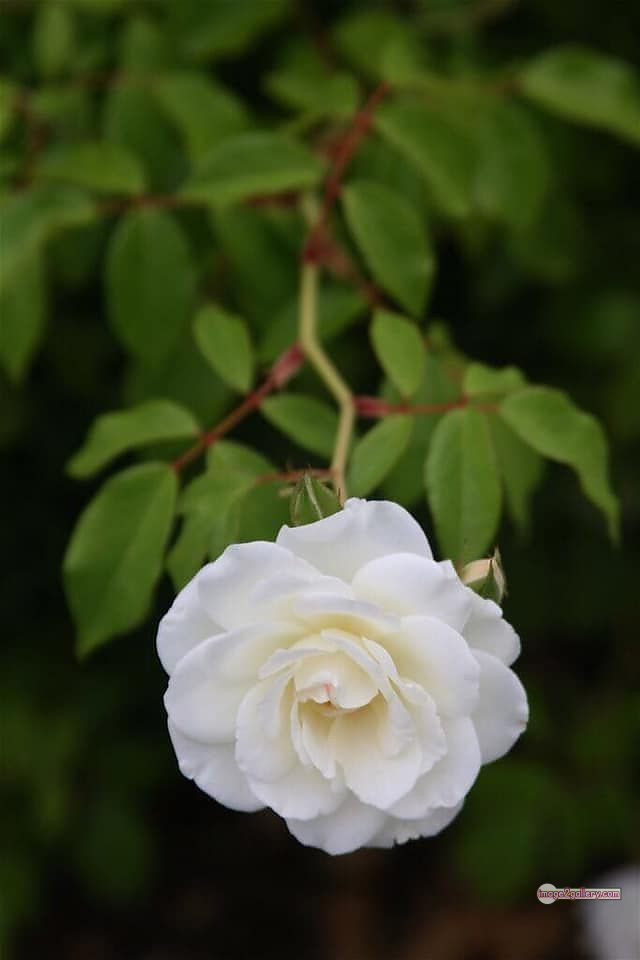 3300+ Beautiful Rose Flowers Image | Rose Flower HD Pic Download | 2859 rose white bouquet -(14)