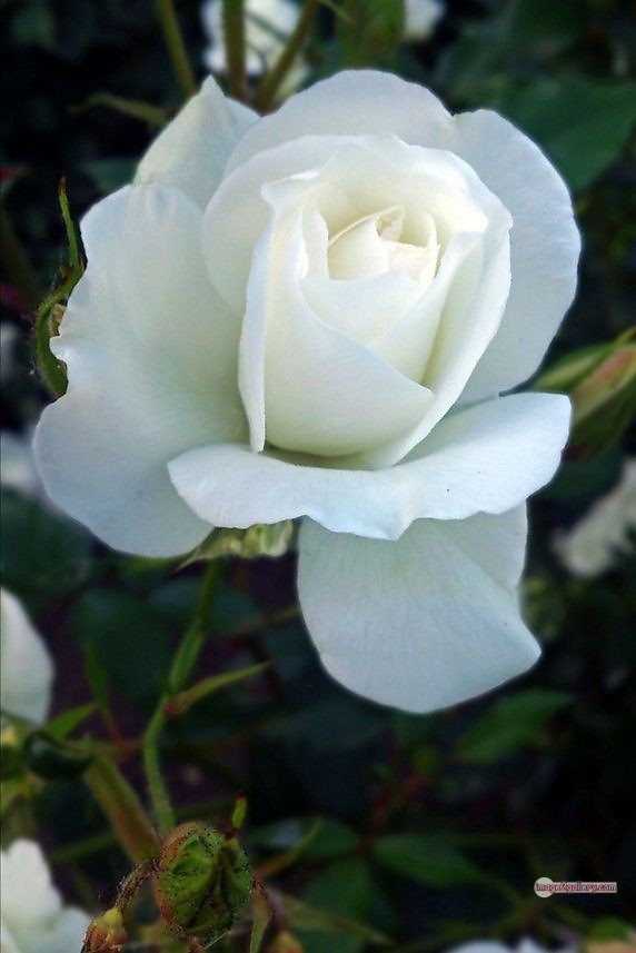 3300+ Beautiful Rose Flowers Image | Rose Flower HD Pic Download | 914 rose white bouquet -(2)